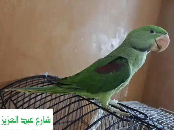 درة أمريكي كويكر أليف ومدرب بالكامل | 5 شهور |...
