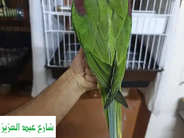 درة أمريكي كويكر أليف ومدرب بالكامل | 5 شهور | ببغاء مثالي لمنزلك!
