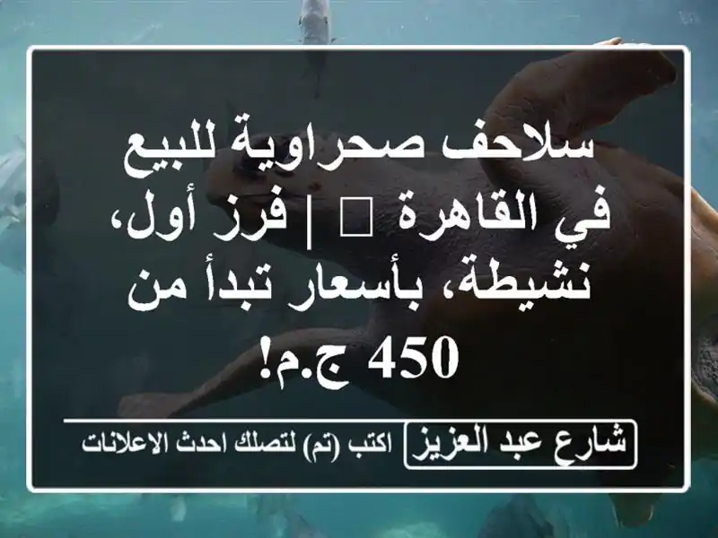 سلاحف صحراوية للبيع في القاهرة 🐢 | فرز أول،...