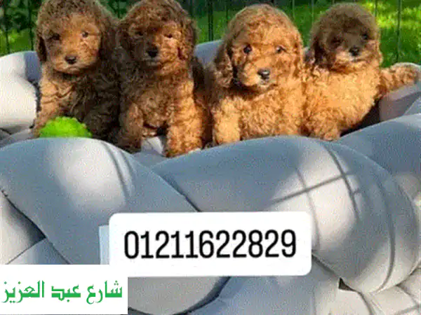 Pomeranian puppy بومرينيان