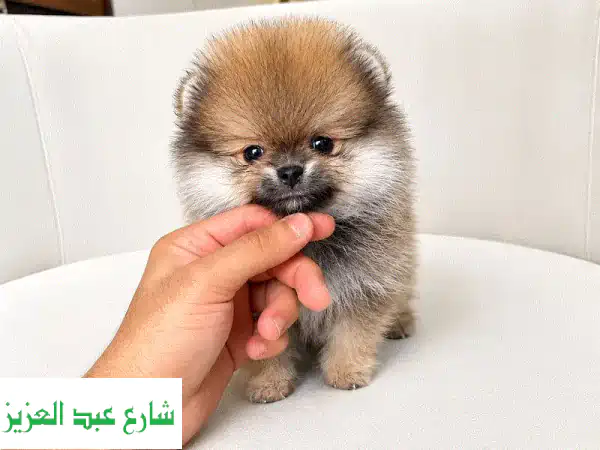 Pomeranian puppy بومرينيان