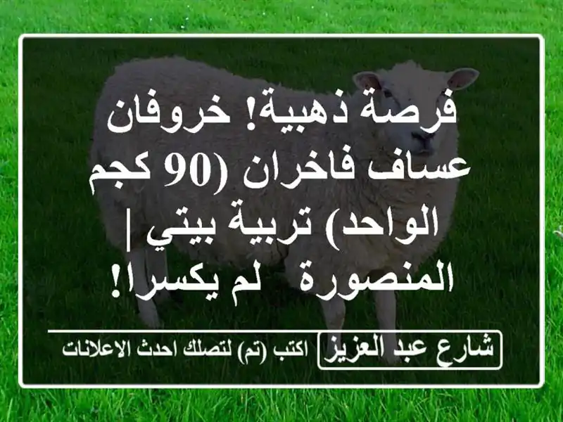 فرصة ذهبية! خروفان عساف فاخران (90 كجم/الواحد)...