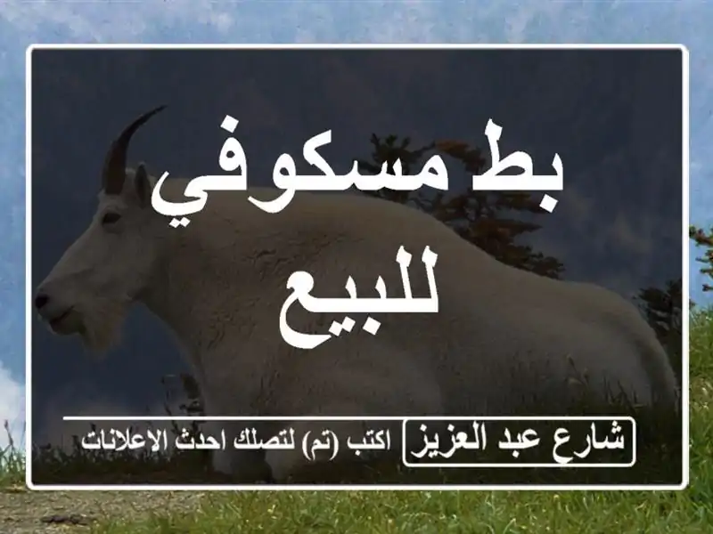 بط مسكوفي للبيع