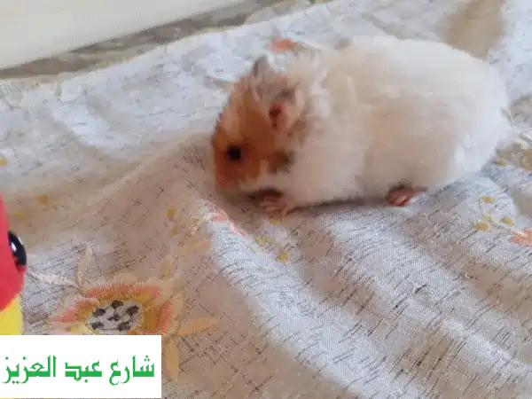 فرصة لا تعوض: بنوته هامستر حامل (8 شهور) على وشك...