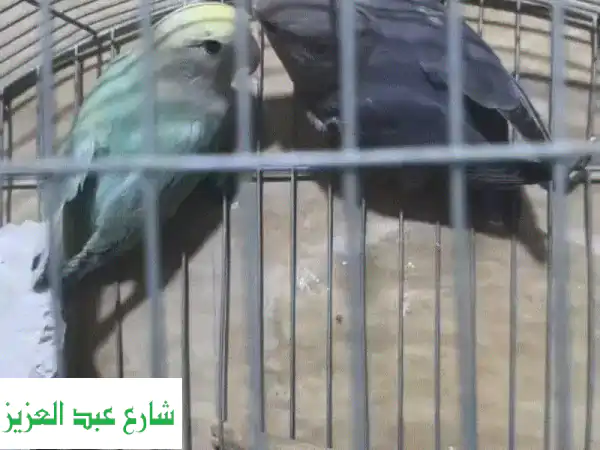 الروز بارببلو واوب لاين موف المكان الشروق او عين شمس