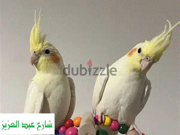 الروز بارببلو واوب لاين موف المكان الشروق او عين شمس