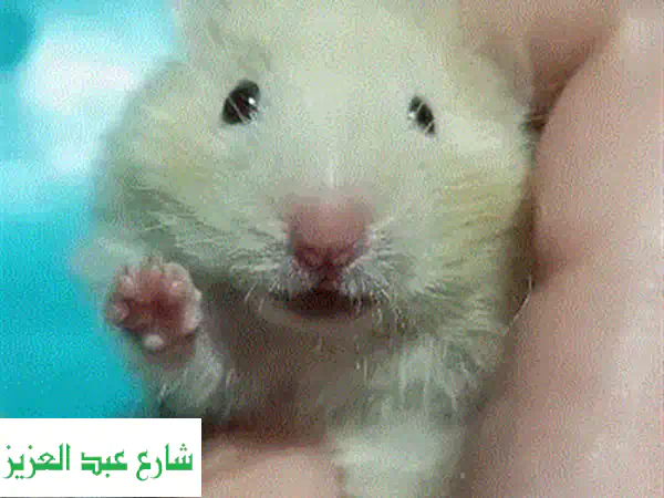 فرصة لا تعوض: بنوته هامستر حامل (8 شهور) على وشك الولادة! [أنقذوني!] 🐹