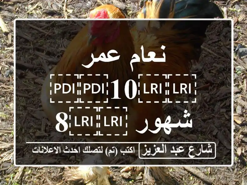 نعام عمر ⁦⁦10⁩⁩ شهور ⁦⁦82⁩⁩ كيلو