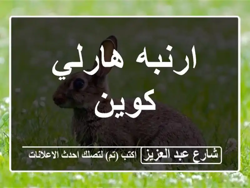 ارنبه هارلي كوين