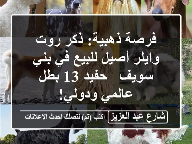 فرصة ذهبية: ذكر روت وايلر أصيل للبيع في بني سويف -...