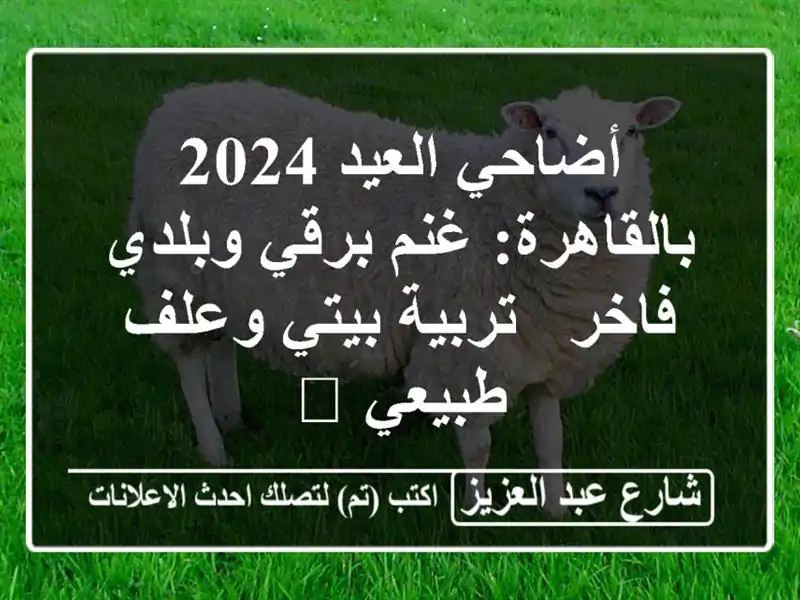 أضاحي العيد 2024 بالقاهرة: غنم برقي وبلدي فاخر - تربية بيتي وعلف طبيعي 💯