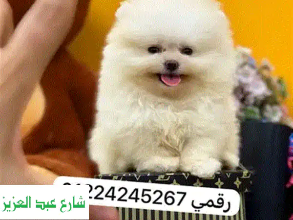 أجمل جراء برنيز ماونتن أصيلة للبيع 🐾 جاهزة لمنزلكم المحب!