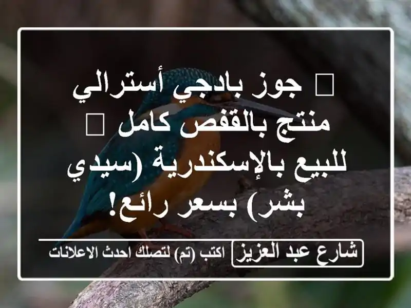 🔥 جوز بادجي أسترالي منتج بالقفص كامل 🦜...