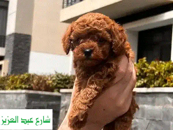 Female toy poodle 55 days vaccinated
