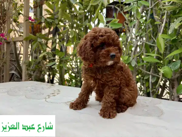 Female toy poodle 55 days vaccinated
