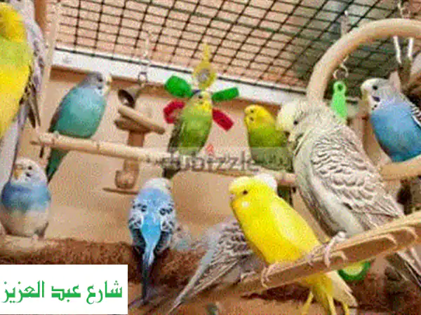 وداعًا للعناد! ترويض ببغاوات وطيور احترافي وسريع...