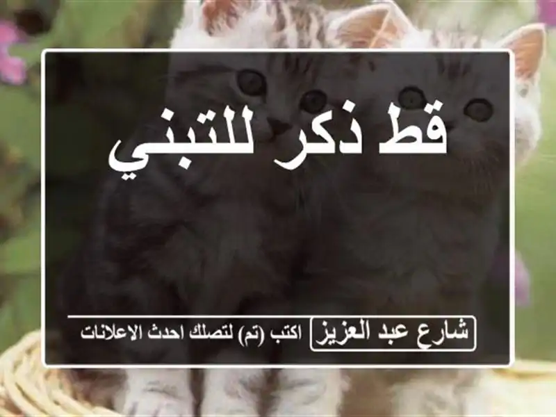 قط ذكر للتبني