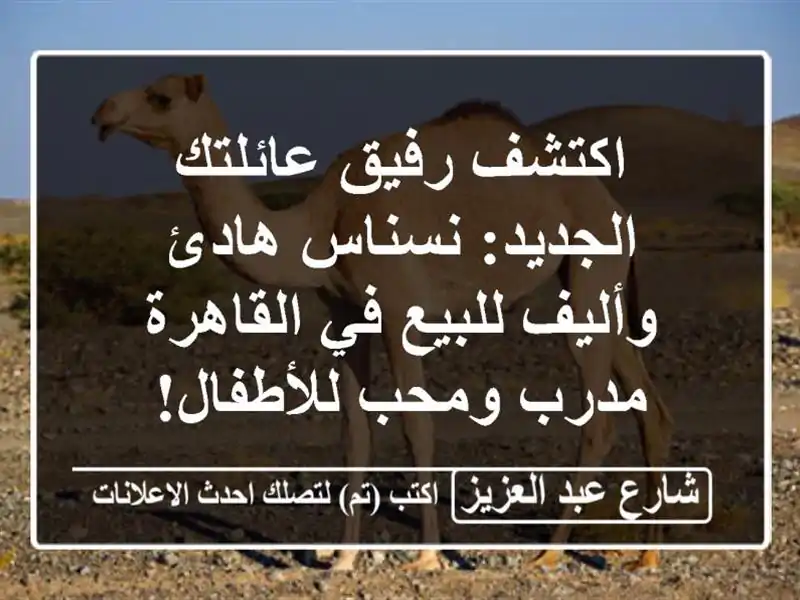 اكتشف رفيق عائلتك الجديد: نسناس هادئ وأليف للبيع...