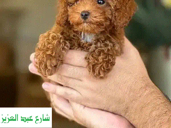 جراوي توي بودل بيور للبيع | Toy Poodle Puppies مستوردة بأوراقها الكاملة!