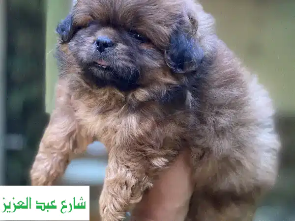 Pekingese بيكنيز
