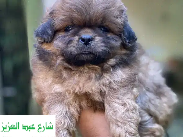 Pekingese بيكنيز