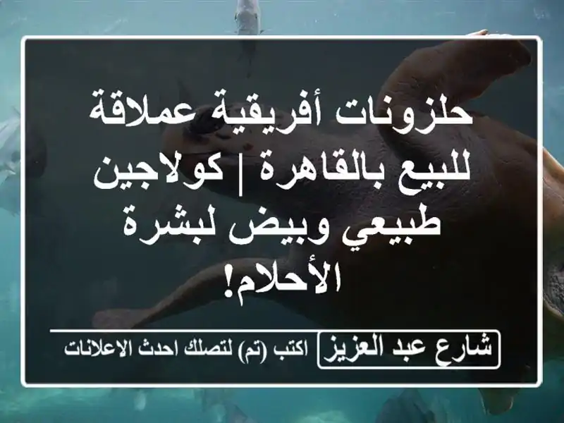 حلزونات أفريقية عملاقة للبيع بالقاهرة | كولاجين...