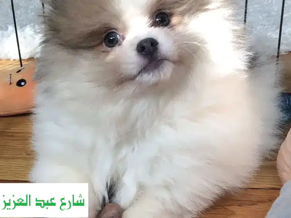Puppy Pomeranian