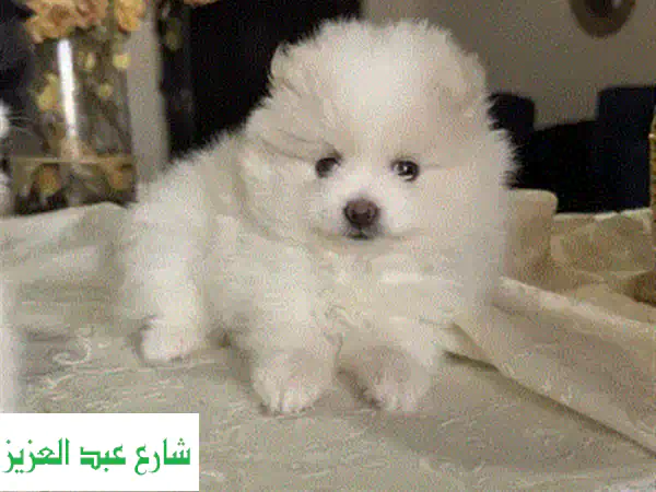 Puppy Pomeranian