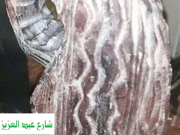 تمثال افريقي نادرمنحوت من خشب الابانوس نحت يدوي عمره يزيد 40 سنة