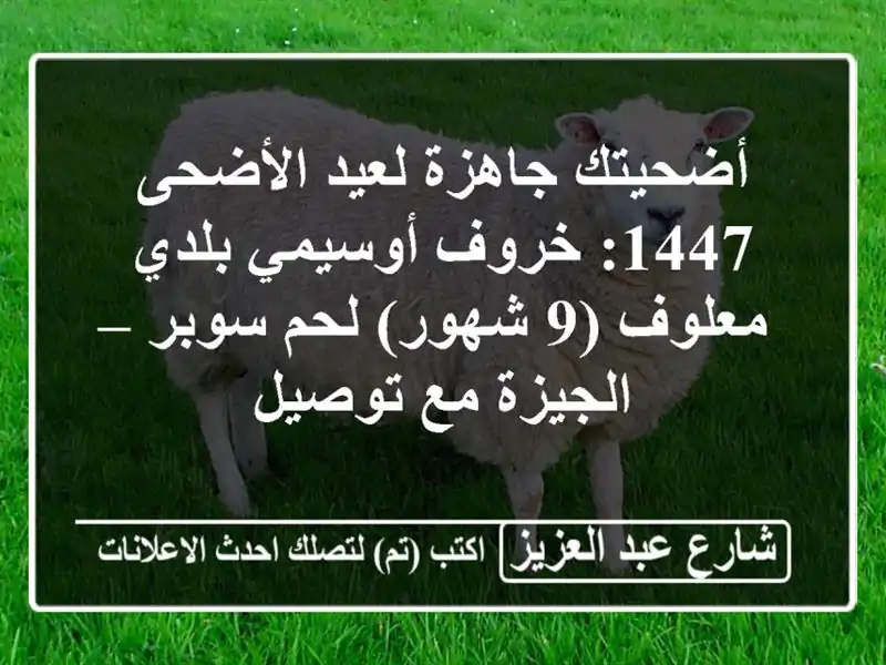 أضحيتك جاهزة لعيد الأضحى 1447: خروف أوسيمي بلدي معلوف...