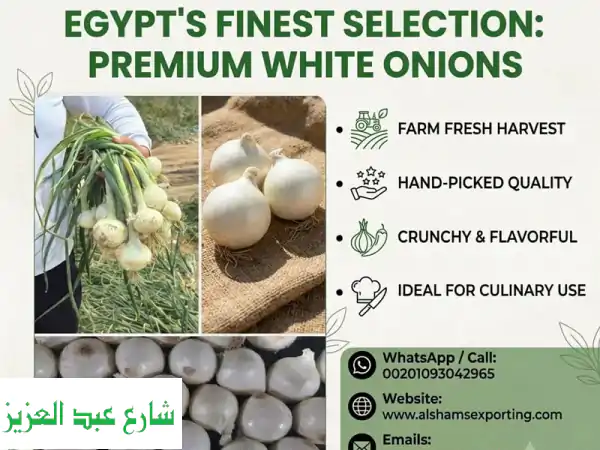 premium egyptian white onions  fresh from farm to your port