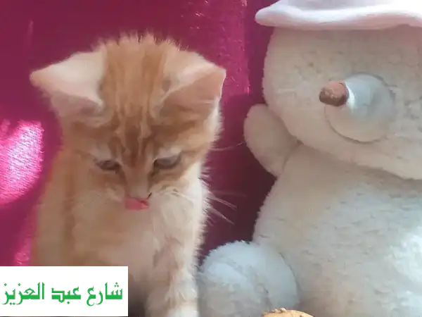 استضافة للقطط والكلاب