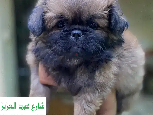 Pekingese بيكنواه
