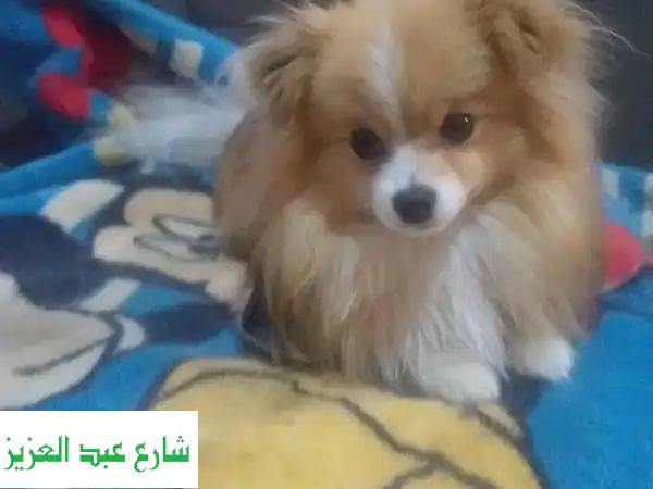 استضافة للقطط والكلاب