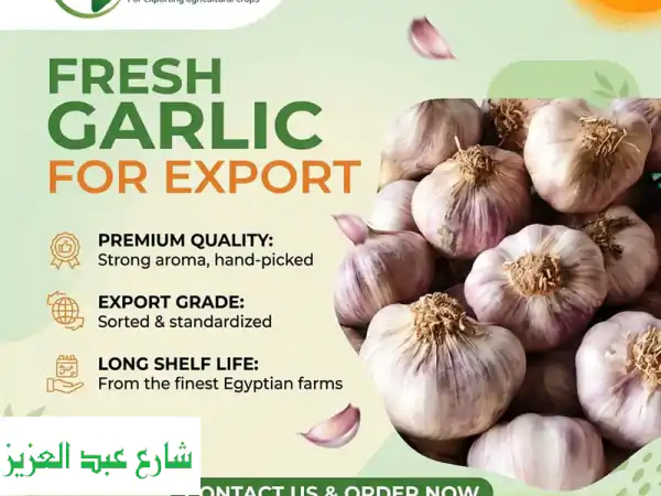 bring the best flavor to your market premium egyptian fresh garlic is ready for export