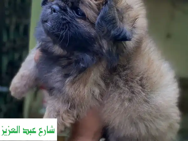 Pekingese بيكنواه