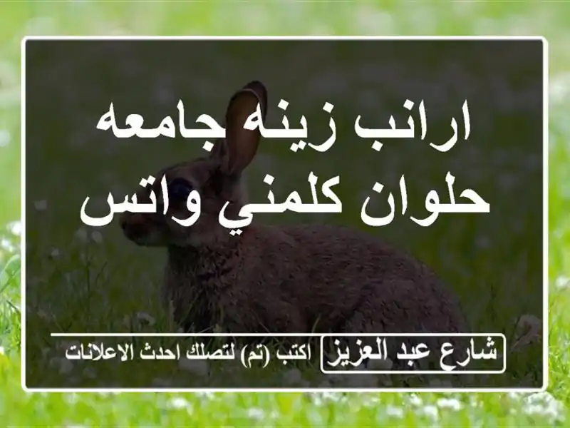 ارانب زينه جامعه حلوان كلمني واتس