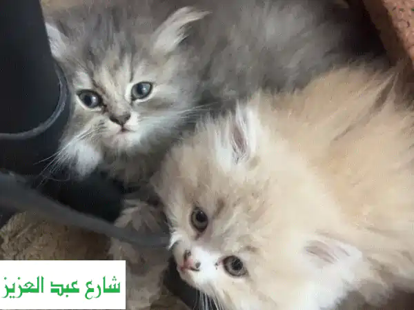قطط شيرازي بيور