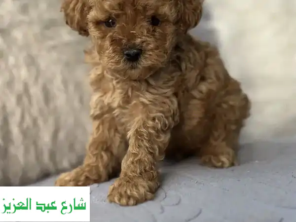Poodle toypoodle بودل