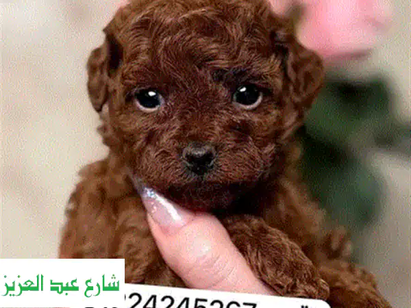Poodle toypoodle بودل