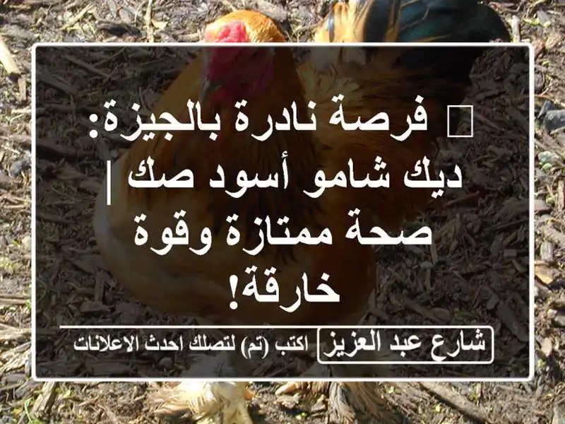 🔥 فرصة نادرة بالجيزة: ديك شامو أسود صك | صحة...