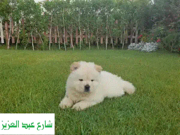 Pomeranian puppy بومرينيان بومرينين