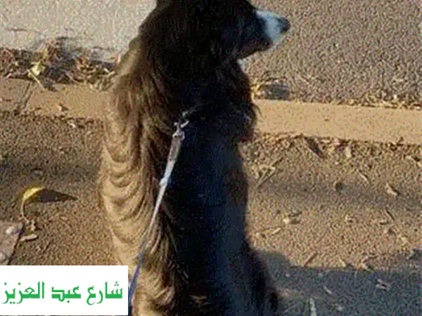 مربي كلاب محترف بالإسكندرية: راحتك ورفاهية كلبك...