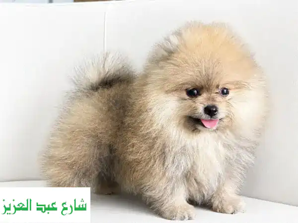 Pomeranian puppy بومرينيان بومرينين