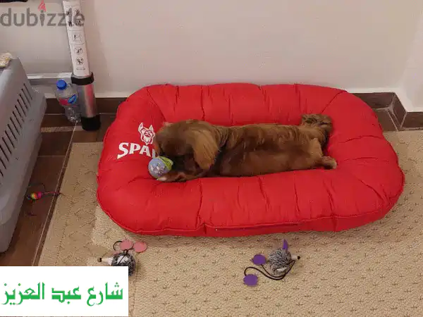 بيت للكلب