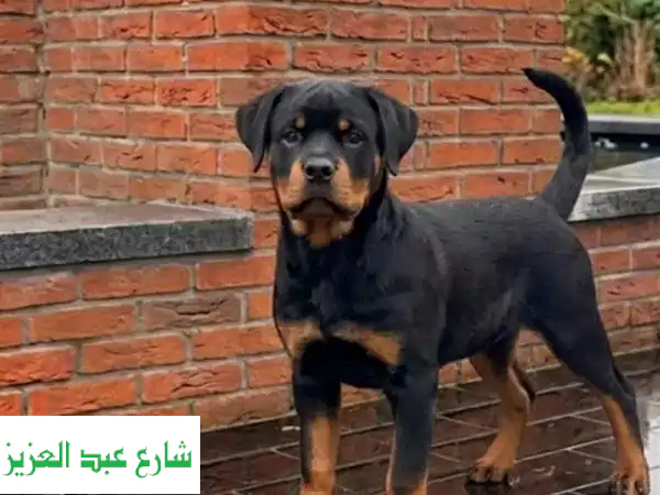 جروة روت وايلر أنثى للبيع (4 شهور) - EKF بأوراق...
