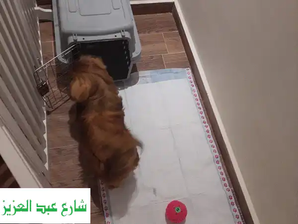 بيت للكلب
