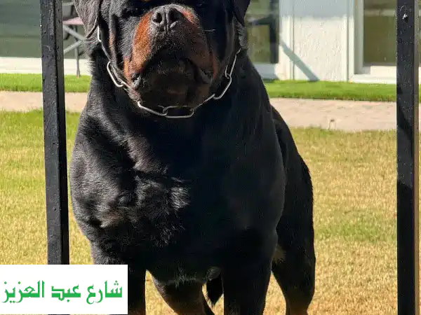 جروة روت وايلر أنثى للبيع (4 شهور) - EKF بأوراق وتطعيمات كاملة - كلبة روت أصلية للتبني