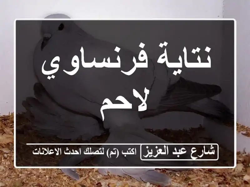نتاية فرنساوي لاحم