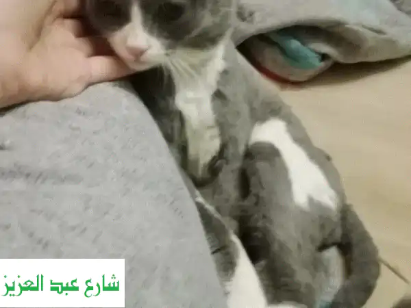 استضافه قطط
